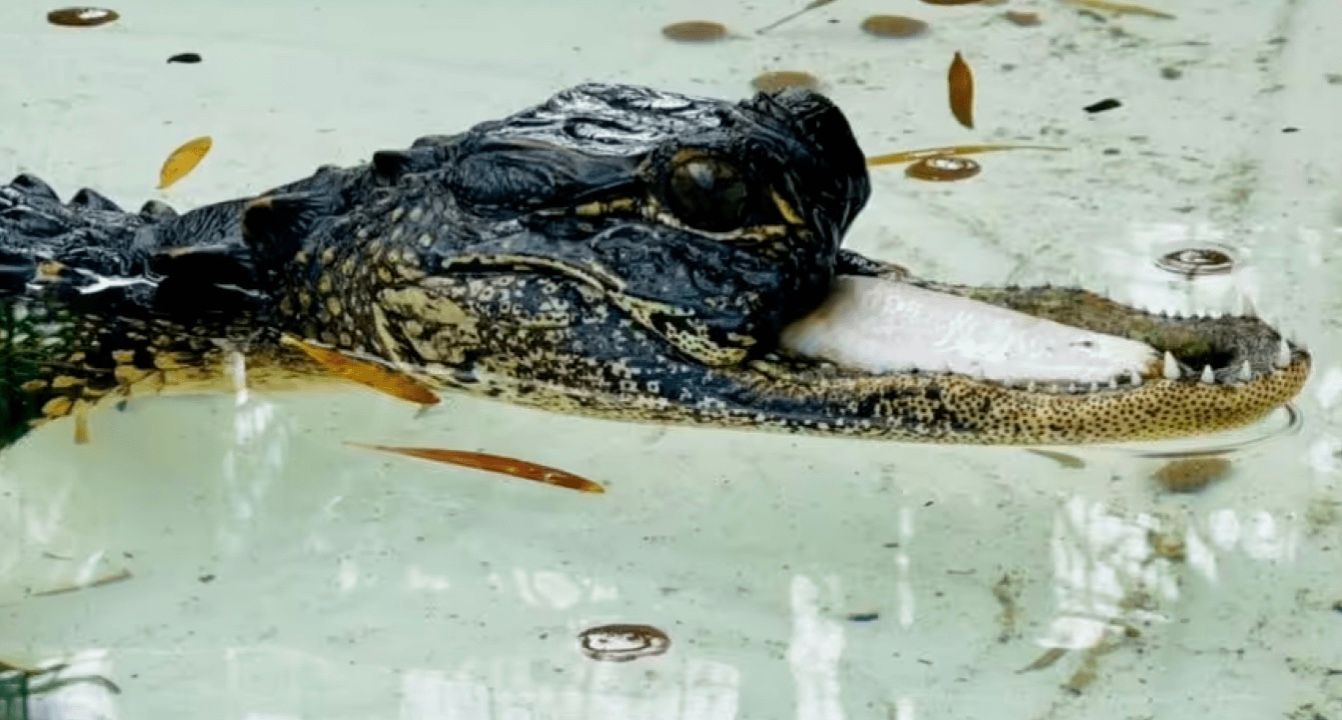 Алігатор, у якого немає верхньої щелепи, став "перебирати їжею" Алігатор, у якого немає верхньої щелепи, став "перебирати їжею"