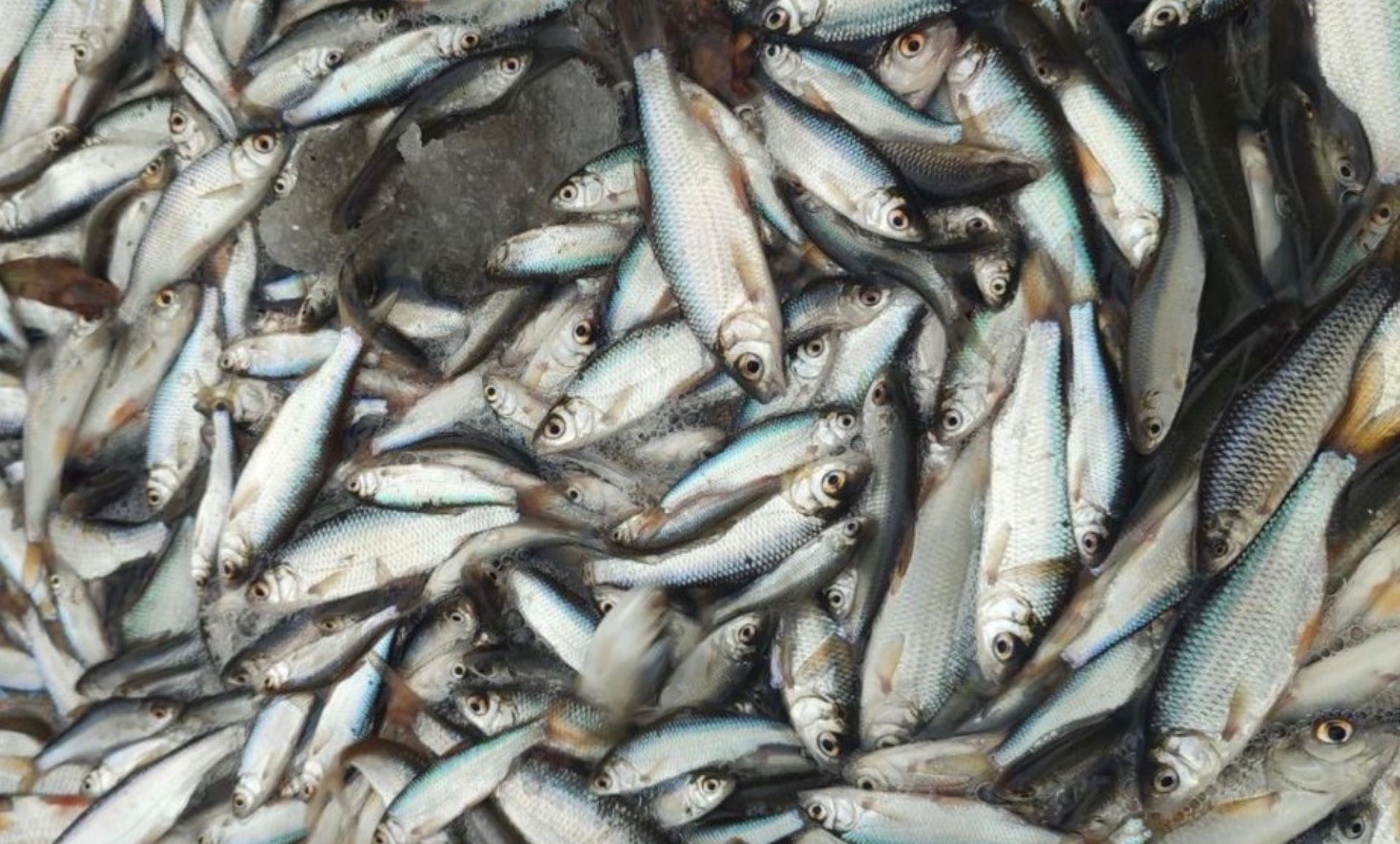 У Дніпрі на Черкащині виявили мор риби