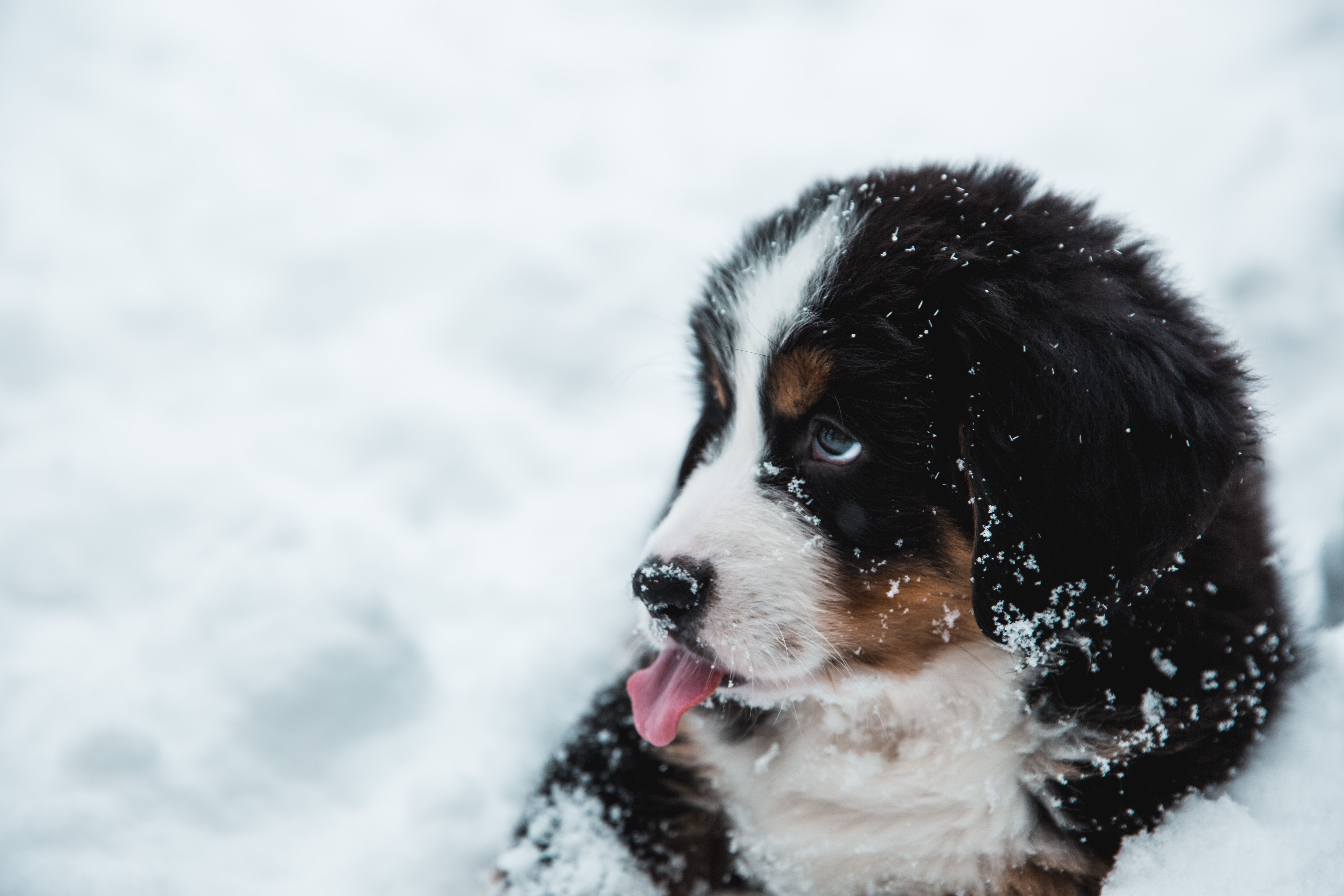Чому собаки їдять сніг і на скільки це небезпечно
