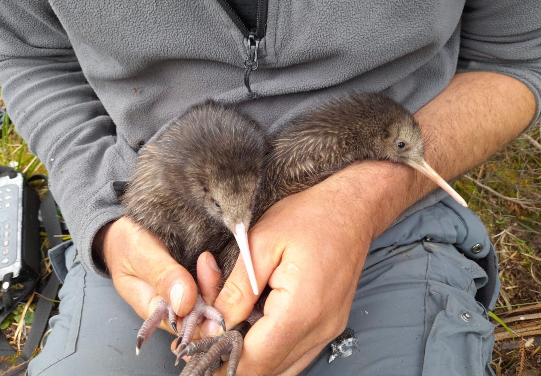 В одній з країн на світ народилися пташенята ківі В одній з країн на світ народилися пташенята ківі