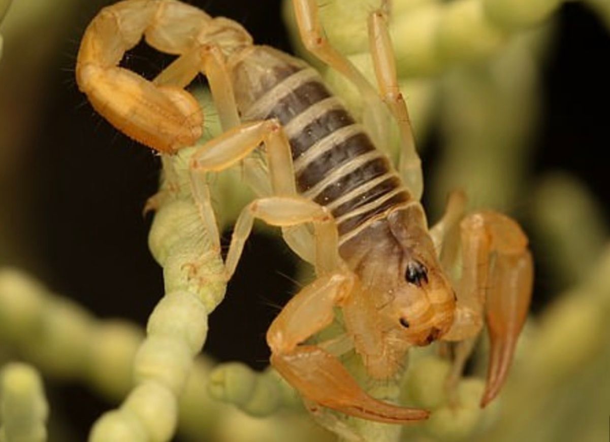 Новый вид скорпионов бассейна Тулар Новый вид скорпионов бассейна Тулар