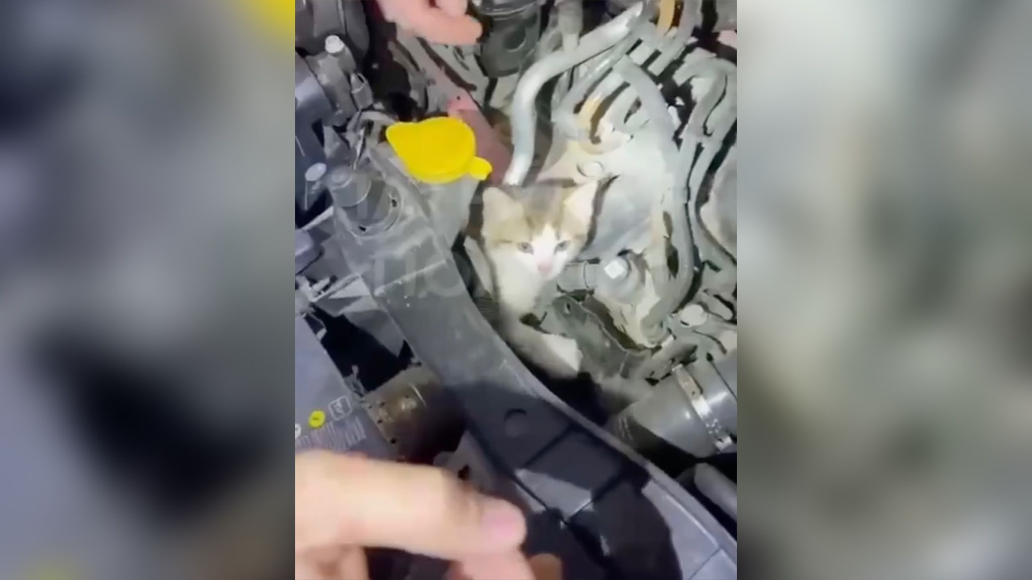 Патрульные обнаружили котенка под капотом авто у водителя