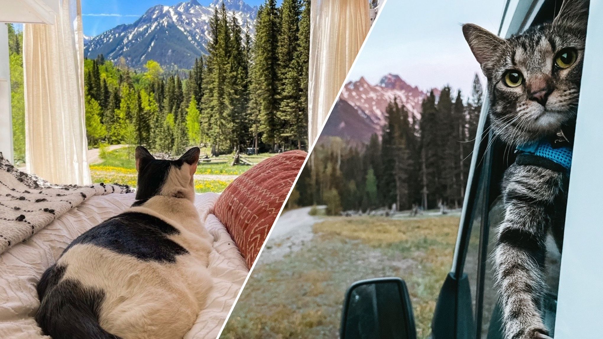 Два щасливі пухнастики об'їздили вже півсвіту Два щасливі пухнастики об'їздили вже півсвіту