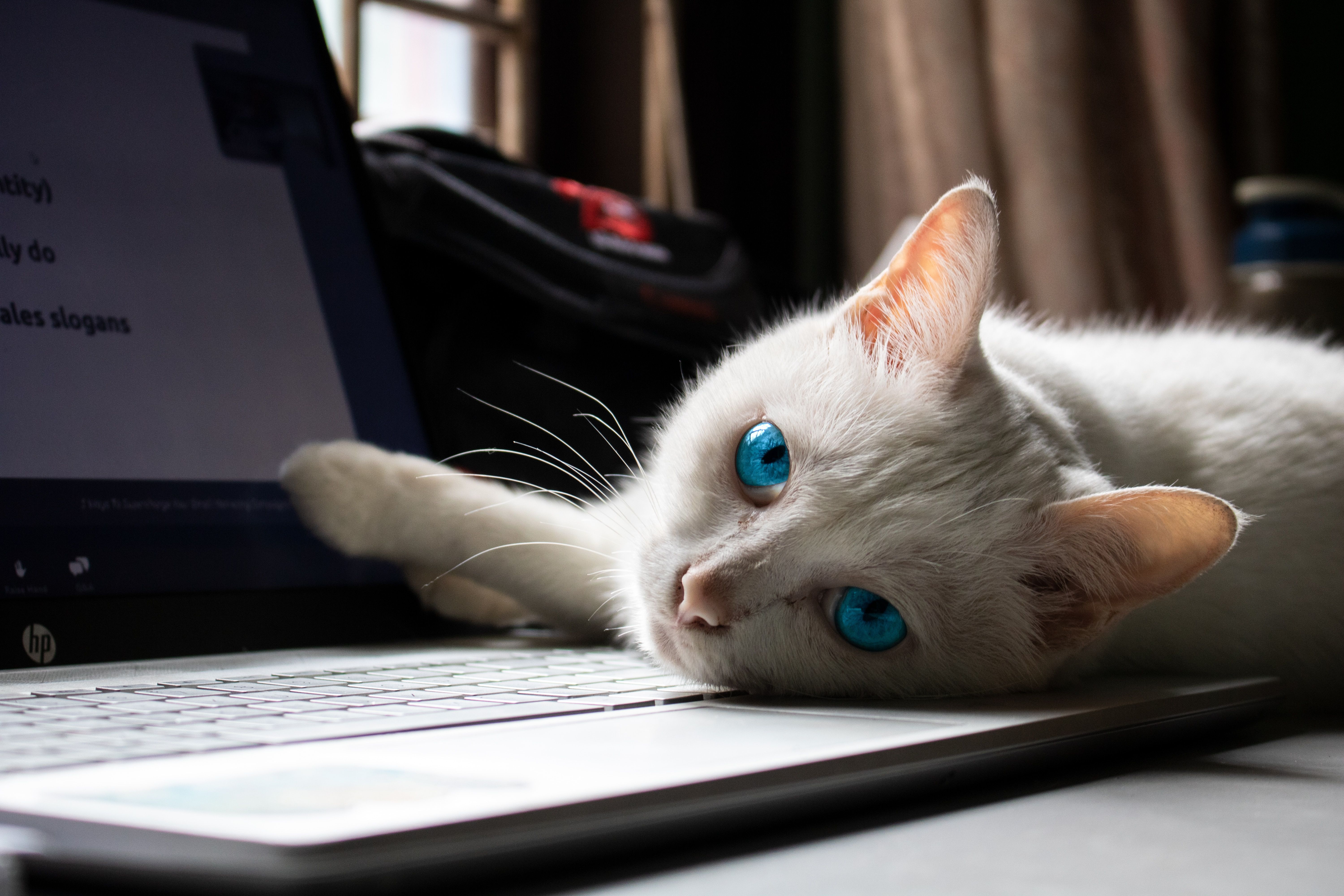 Чому кішки люблять лежати на клавіатурі