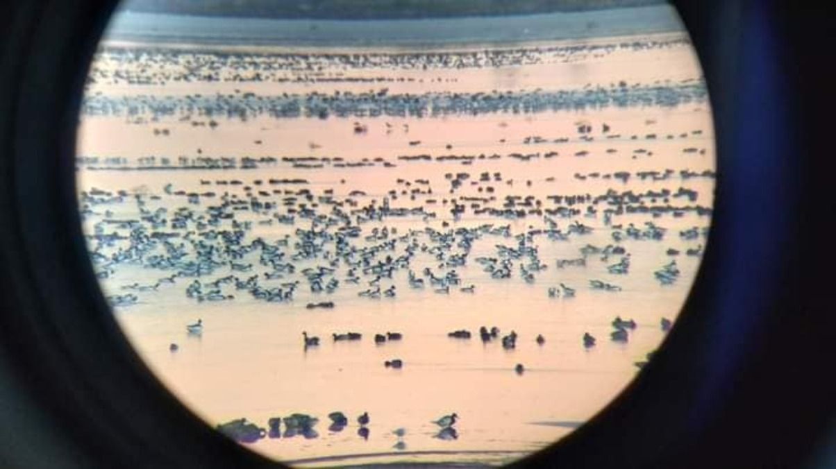 В Украину прилетели необычные птицы В Украину прилетели необычные птицы