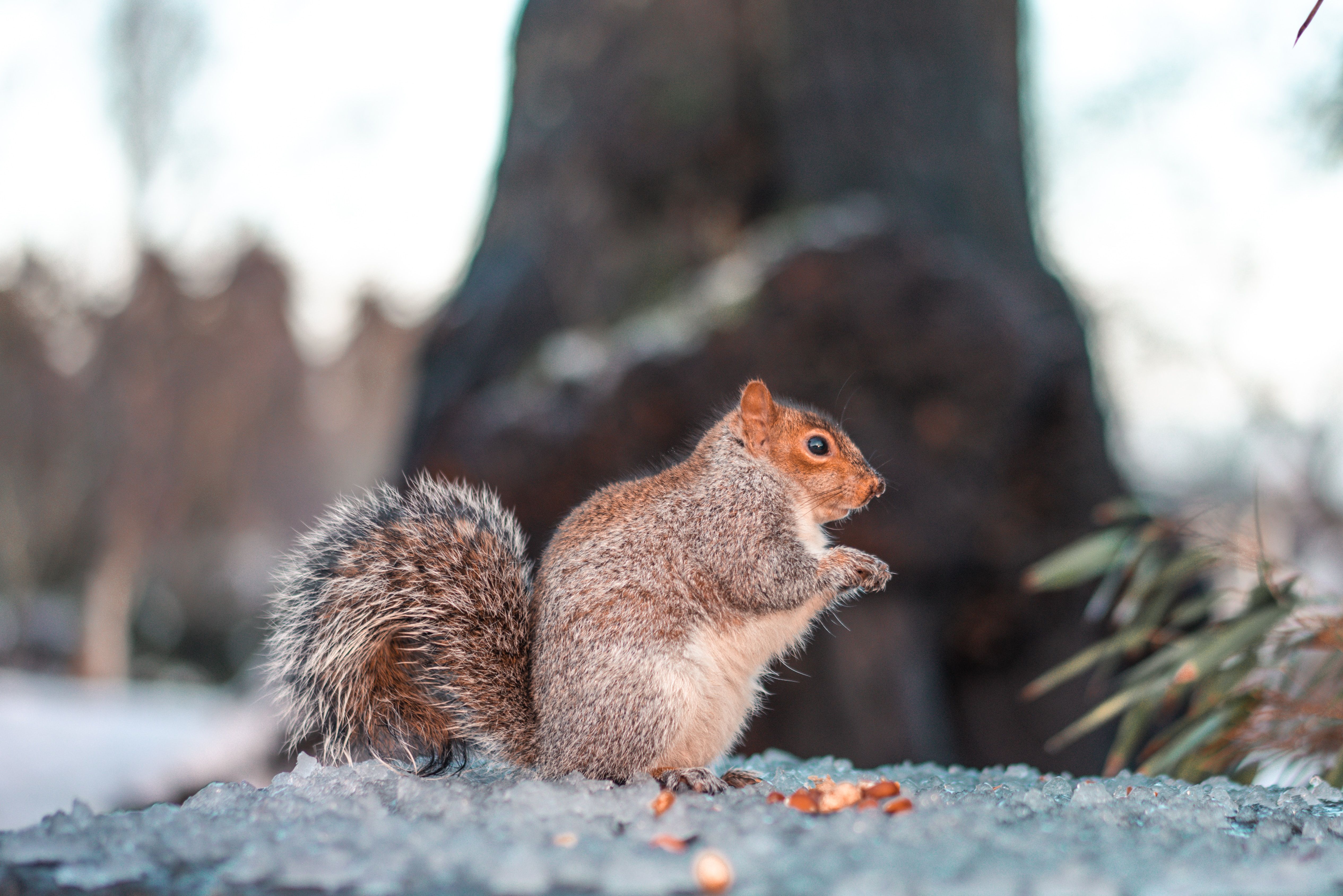 В Чорнобилі показали вивірку В Чорнобилі показали вивірку