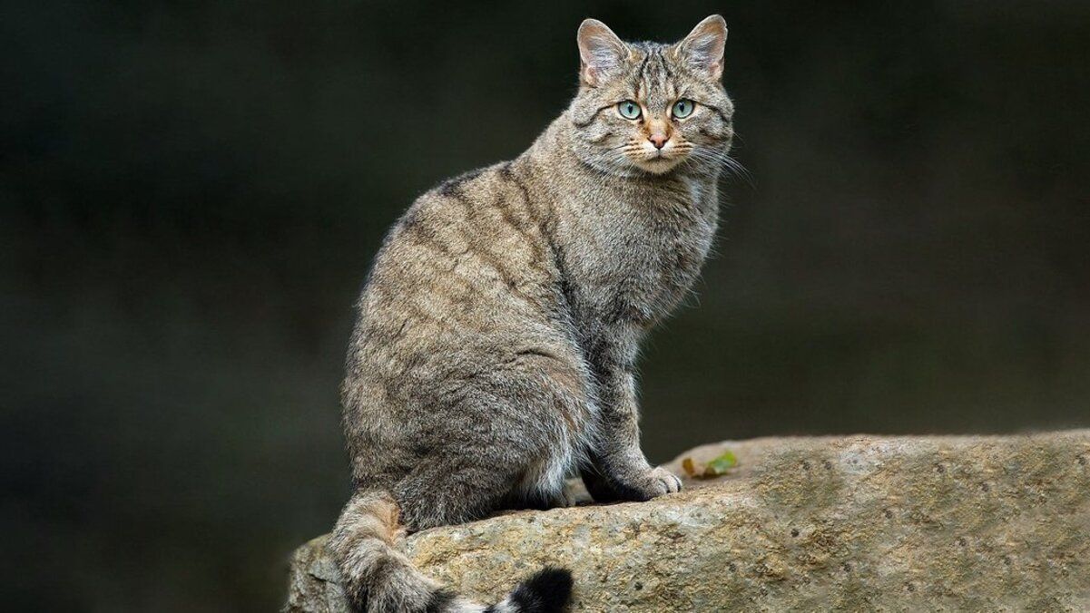 Лісовий кіт Лісовий кіт