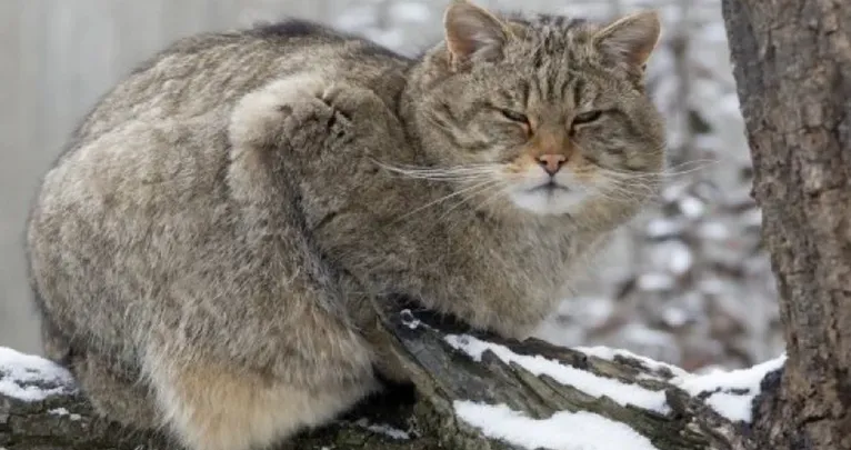 Лісовий кіт