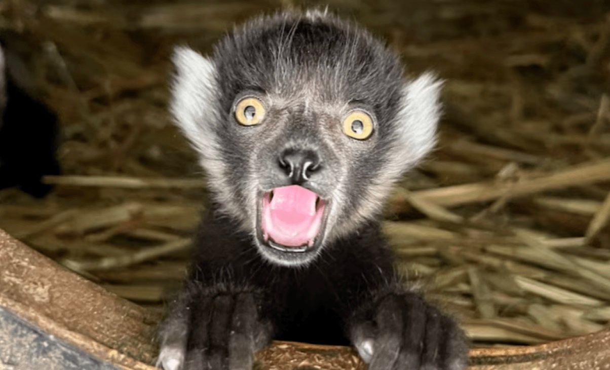 Редкие лемуры родились в австралийском зоопарке Редкие лемуры родились в австралийском зоопарке
