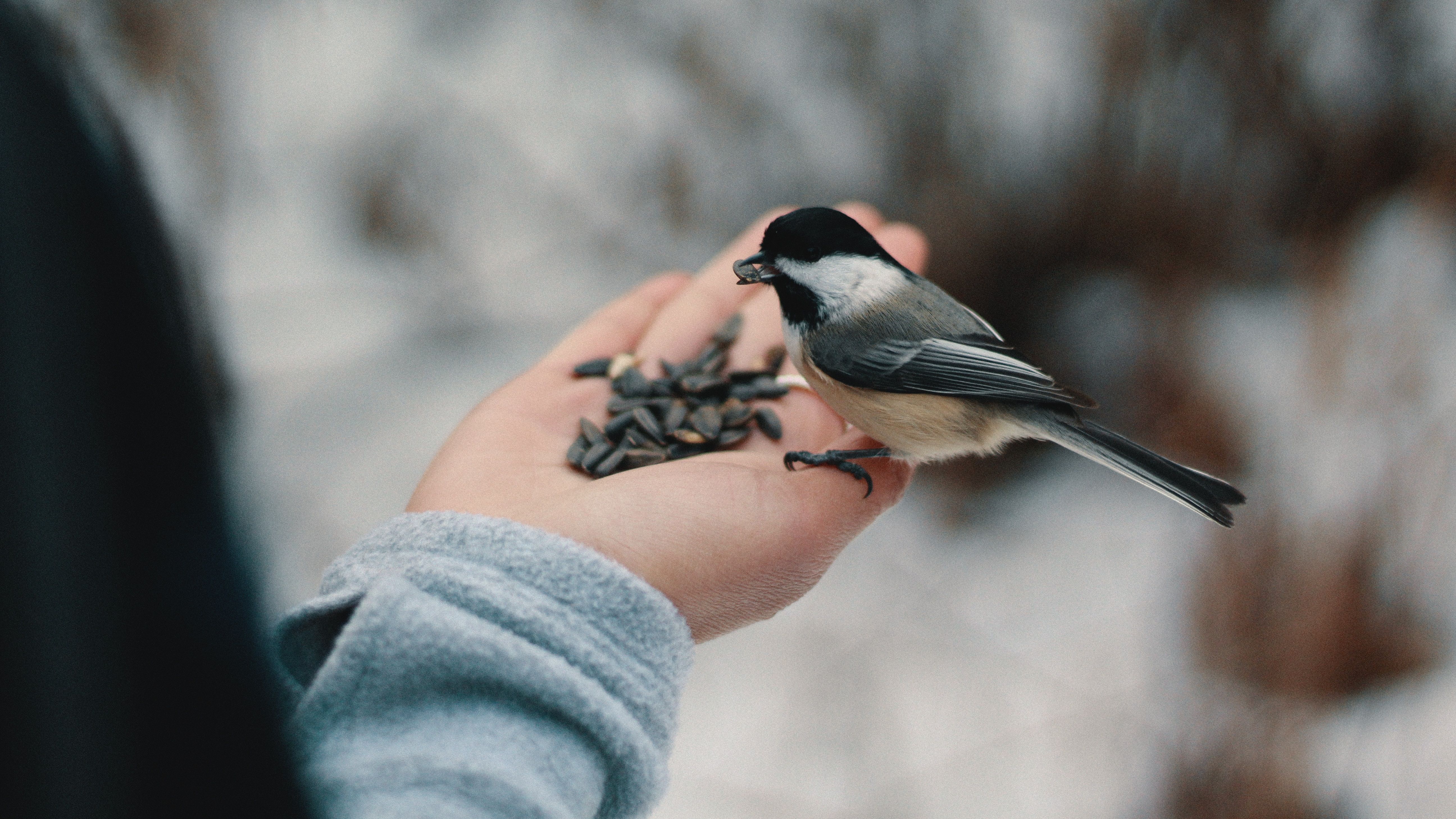 Чим можна годувати птахів взимку