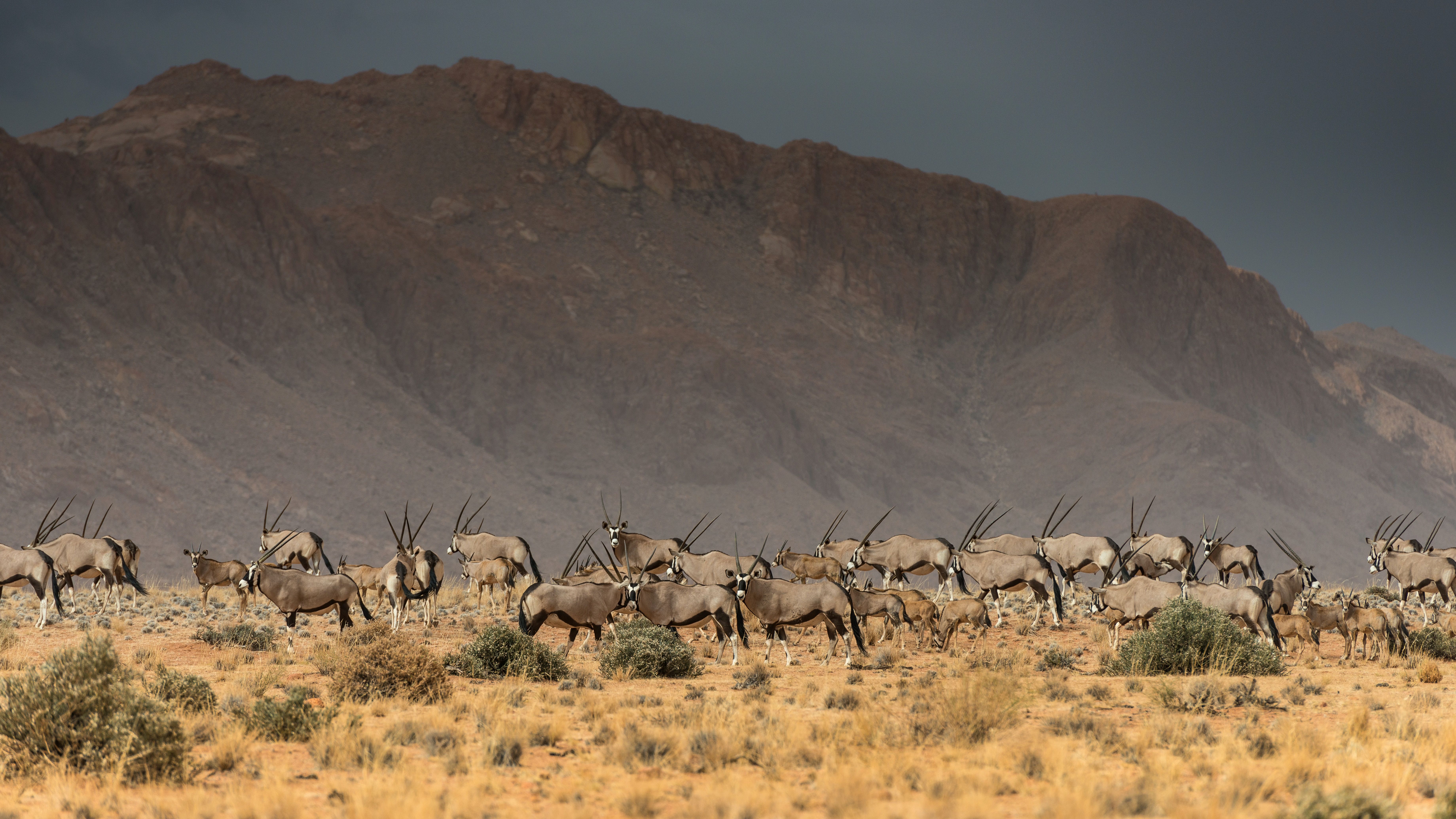 Сахарські орикси Сахарські орикси