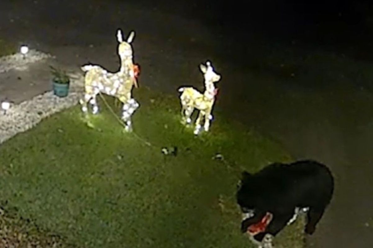 Медведь атаковал искусственных оленей Медведь атаковал искусственных оленей