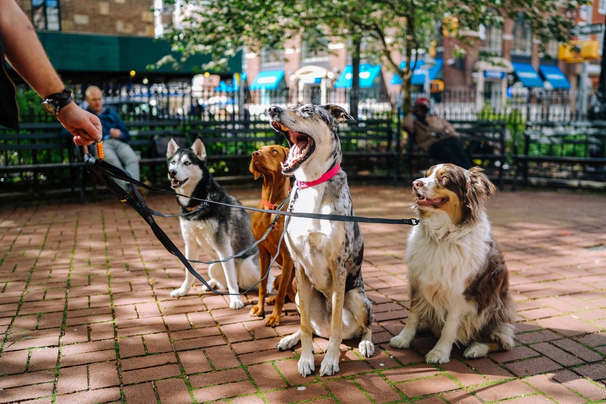 Некоторые породы собак имеют талант запоминать имена - новое исследование -  Pets