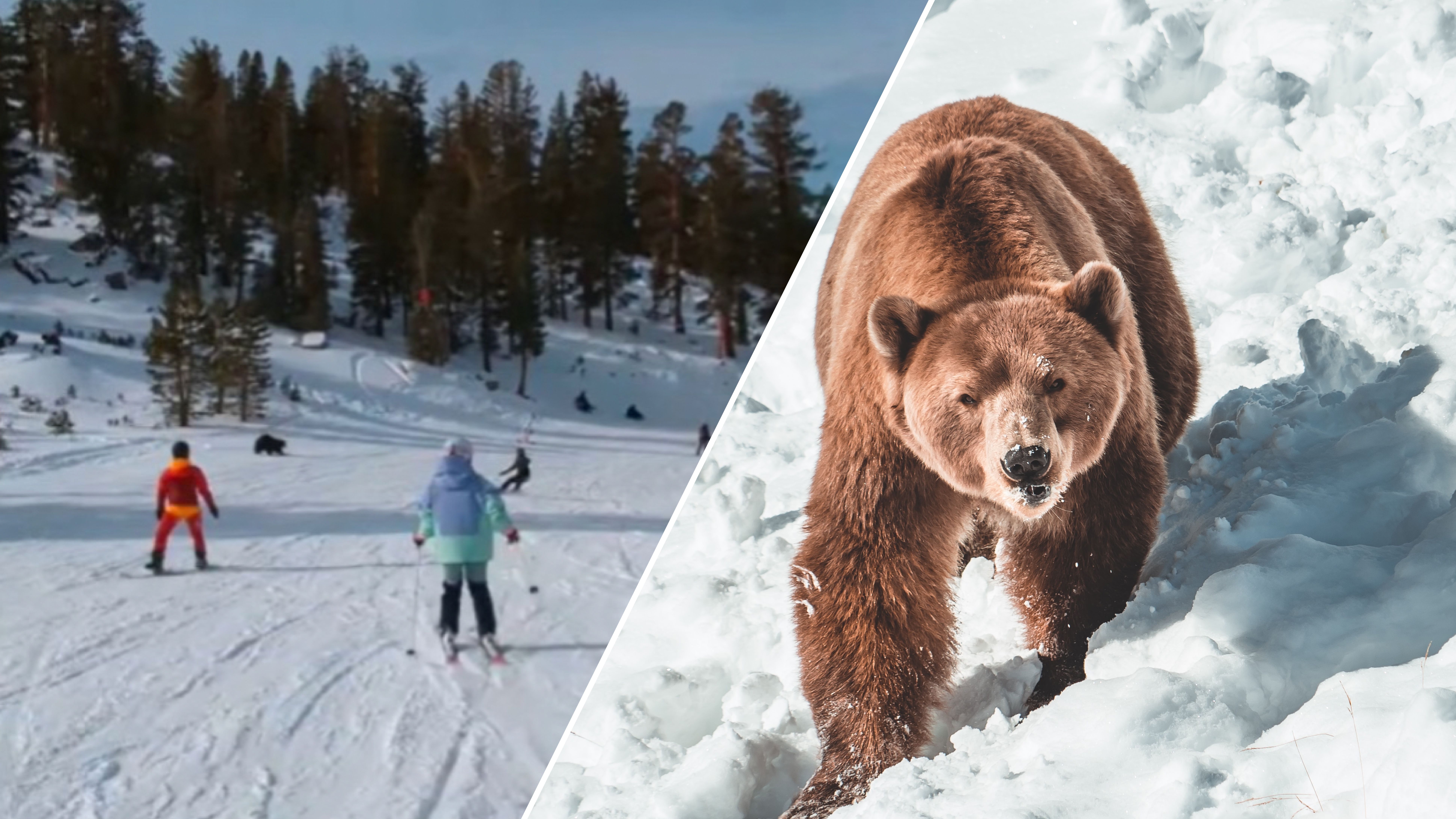 Лыжник ехал с горы вместе с медведем