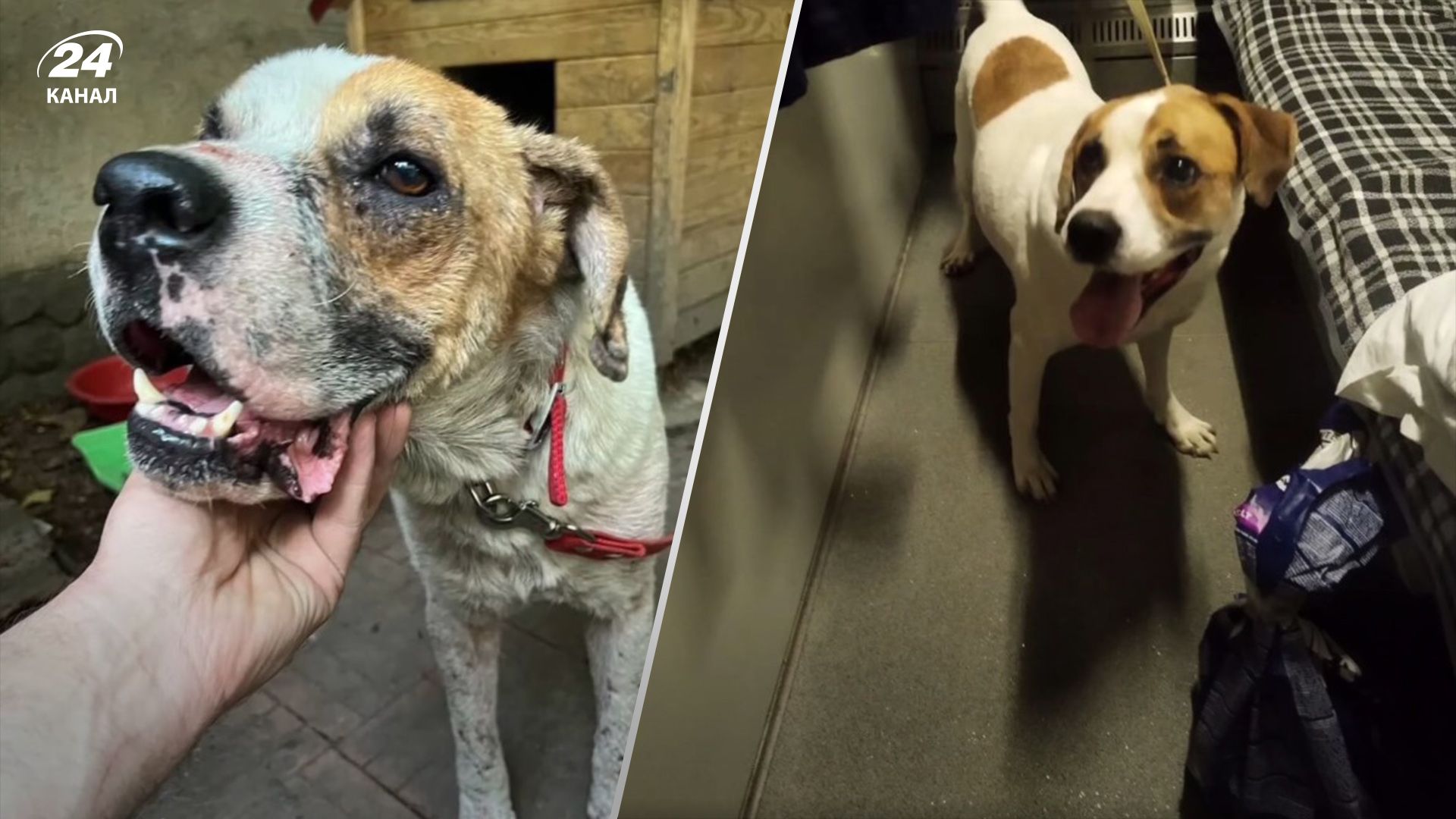 Какая судьба постигла собаку Бонифация после взрыва ГЭС Какая судьба постигла собаку Бонифация после взрыва ГЭС