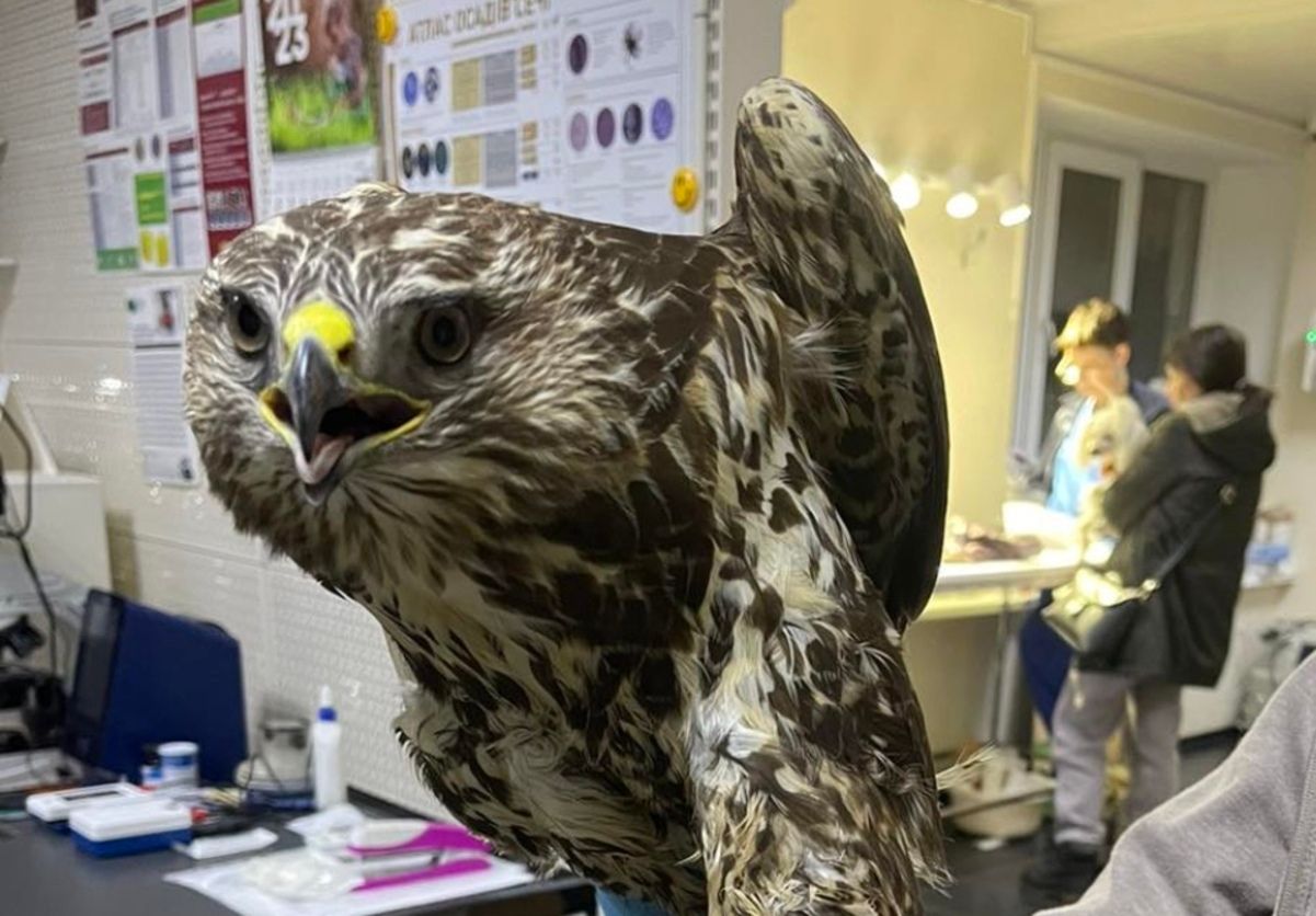 Спасенный канюк Спасенный канюк