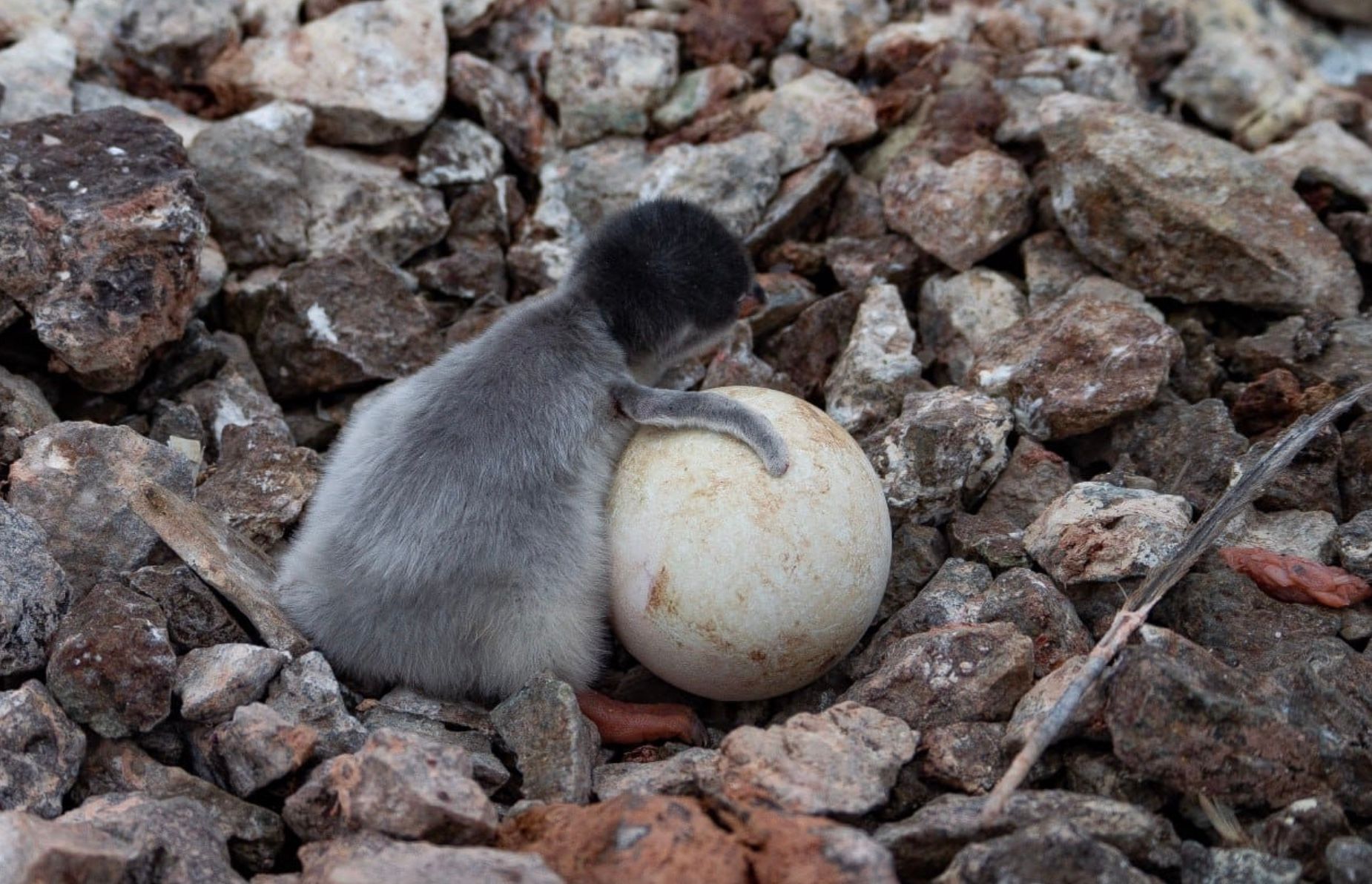 Біля станції "Вернадський" вилупились перші пінгвінята у 2023 році Біля станції "Вернадський" вилупились перші пінгвінята у 2023 році