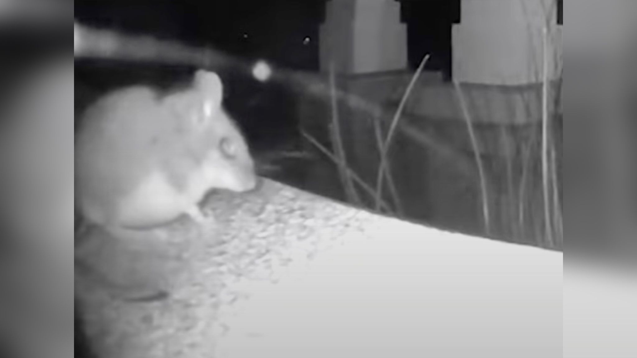 Як мишка перевіряла чи вдома господарі Як мишка перевіряла чи вдома господарі