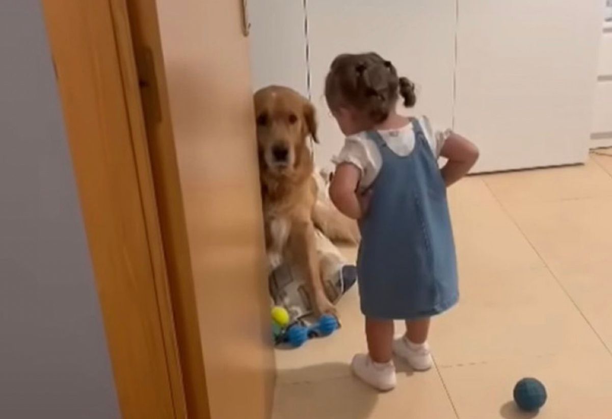 Девочка прочла морали песику Девочка прочла морали песику