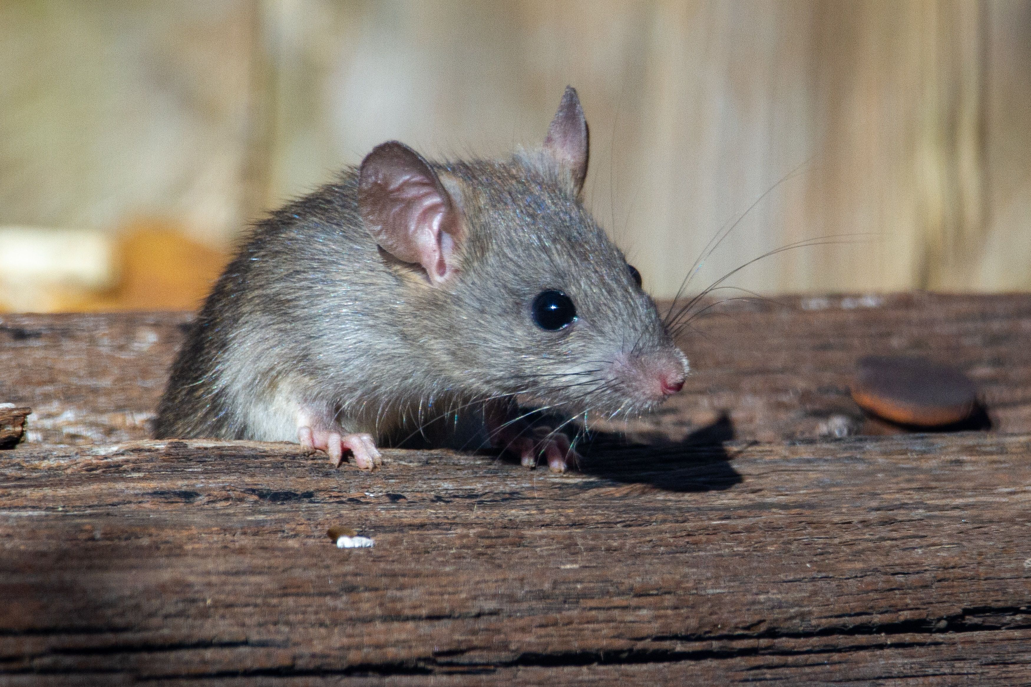 Крыса заразила мужчину смертельным вирусом
