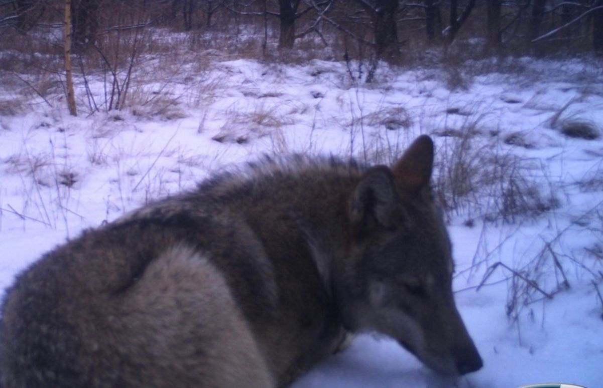 Вовк у Чорнобилі