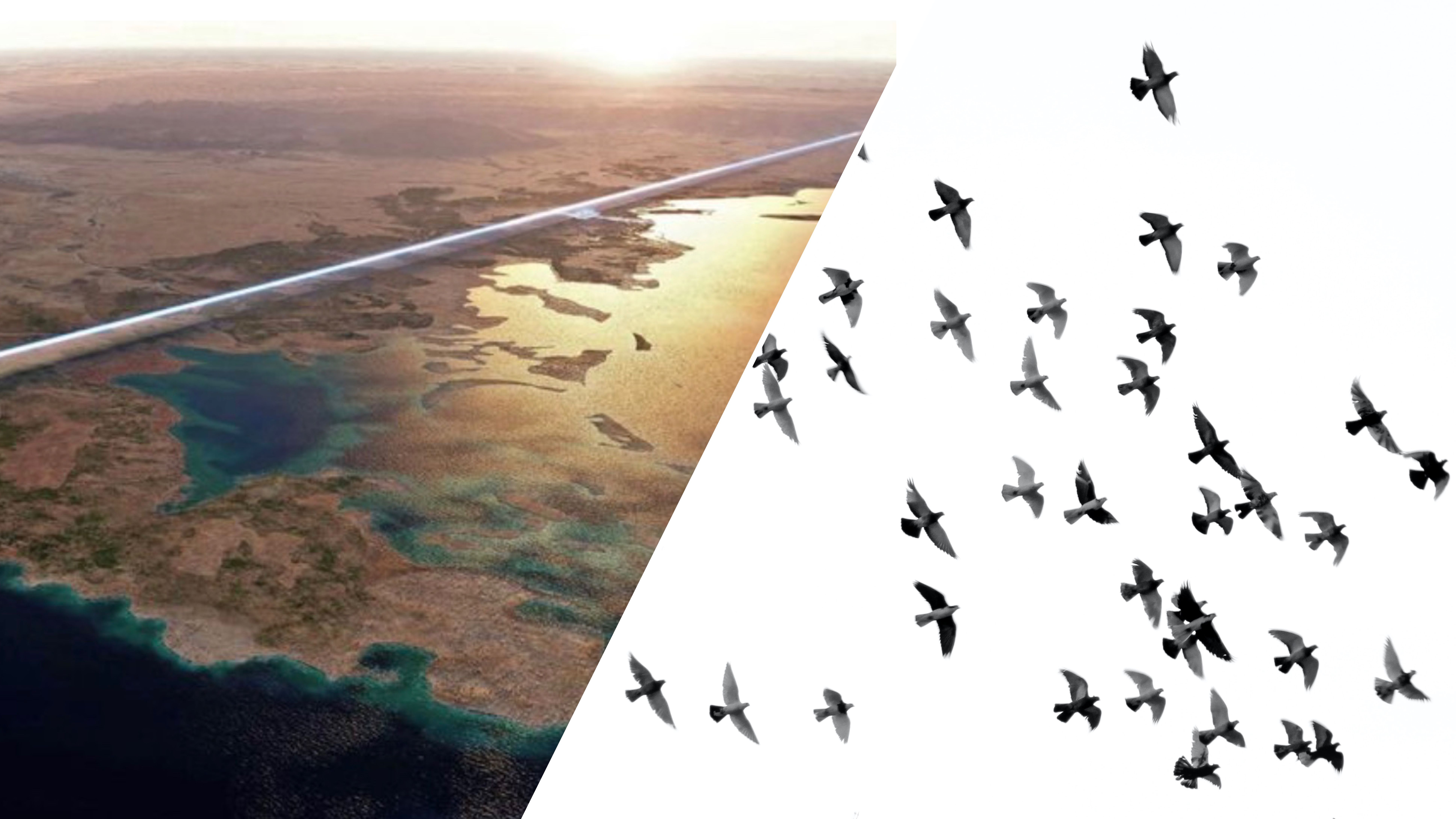 Новий мегаполіс може стати "смертельною пасткою" для птахів