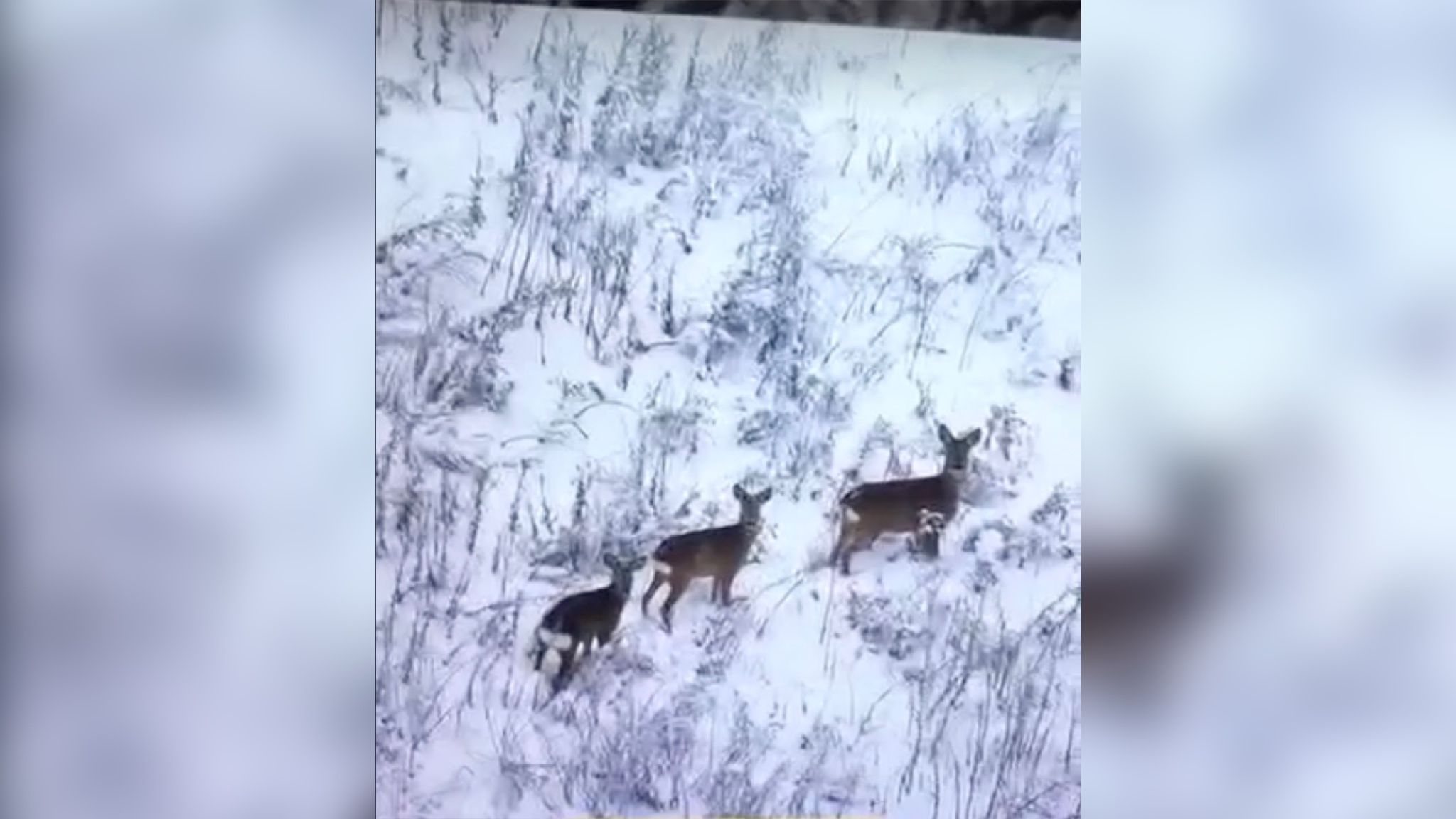 Боец ВСУ показал красивых косуль Боец ВСУ показал красивых косуль