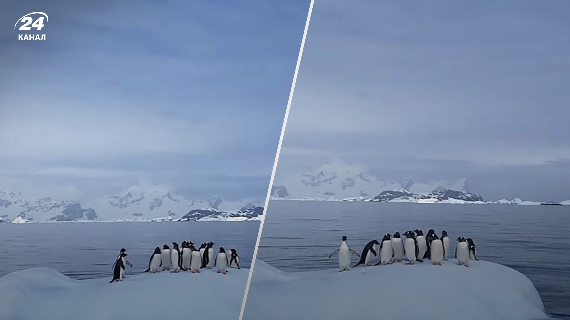 Пінгвіни гойдаються на айсбергу - полярники показали миле відео