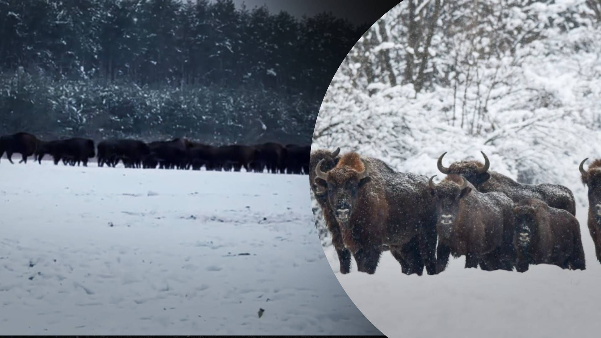 На Львовщине проживает больше всего в Украине стадо бизонов - Pets На Львовщине проживает больше всего в Украине стадо бизонов - Pets