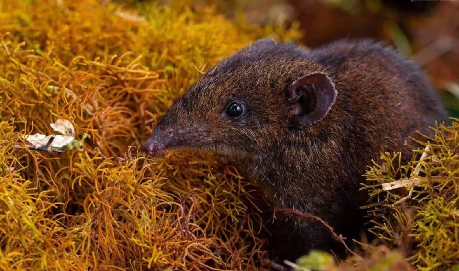 Вчені знайшли 5 нових видів ссавців Вчені знайшли 5 нових видів ссавців