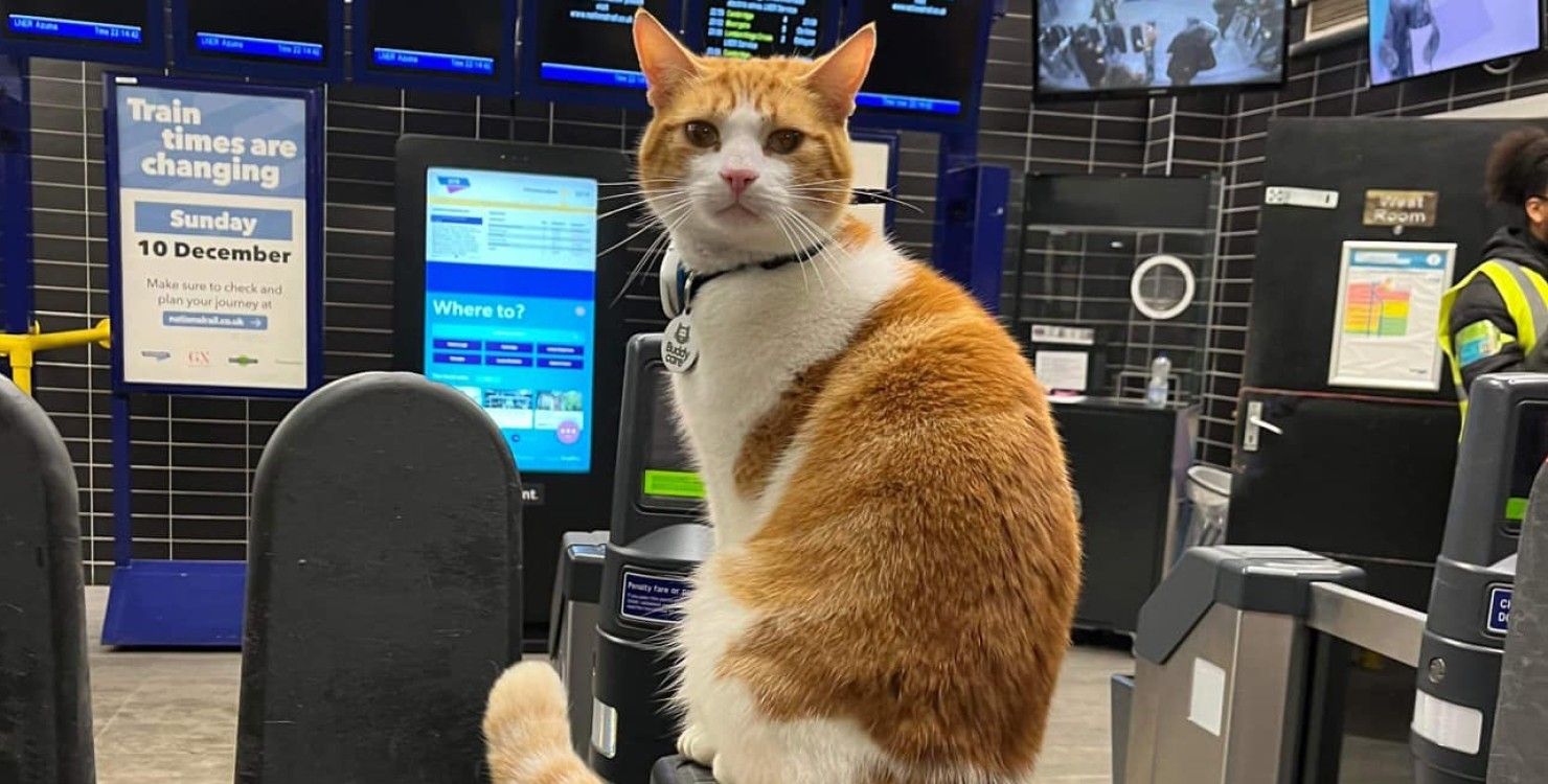 Кошка Нала на посту Кошка Нала на посту