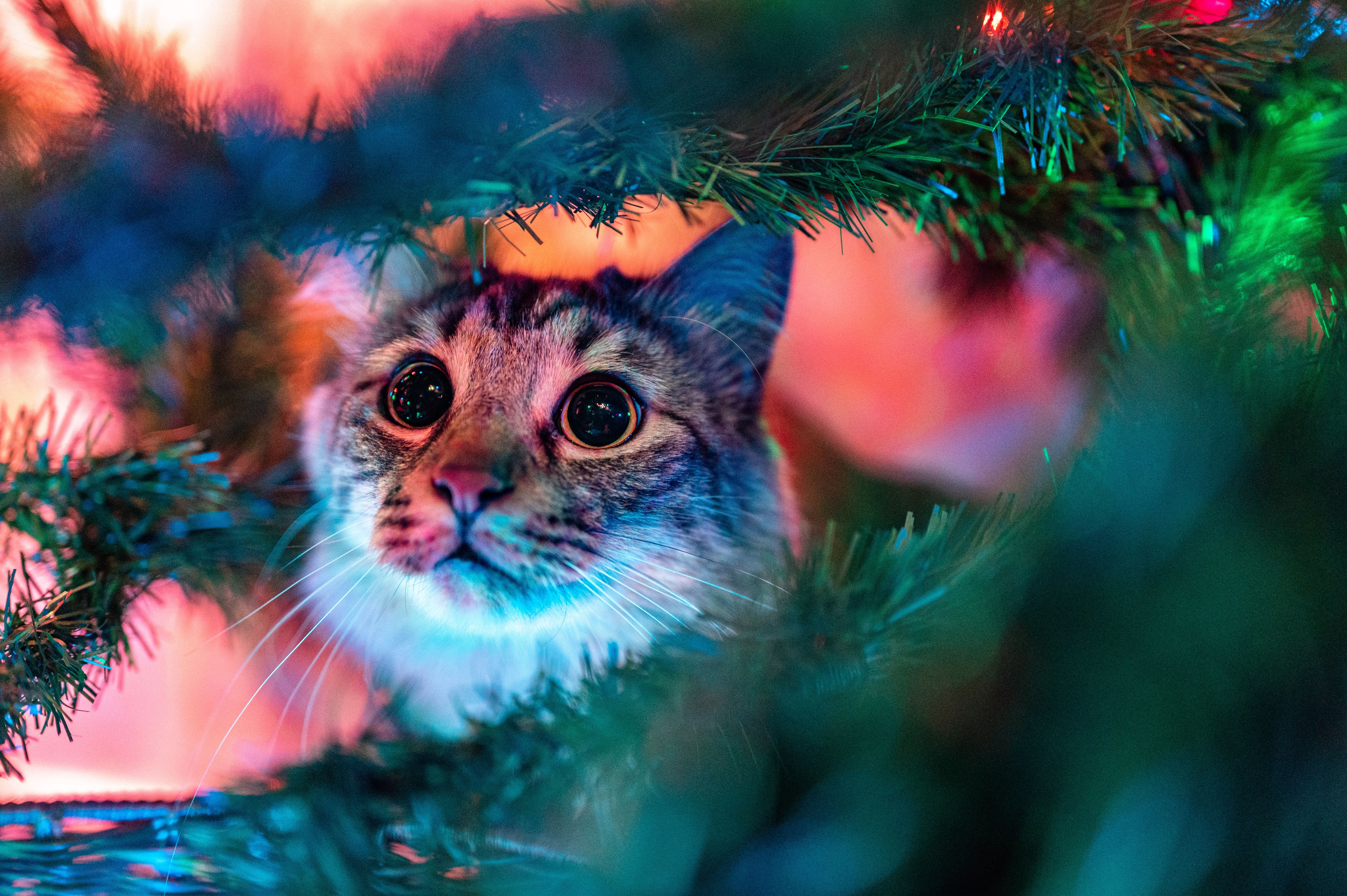 Почему кошки одержимы новогодними елками
