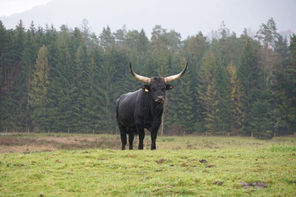 Стародавній тур Стародавній тур