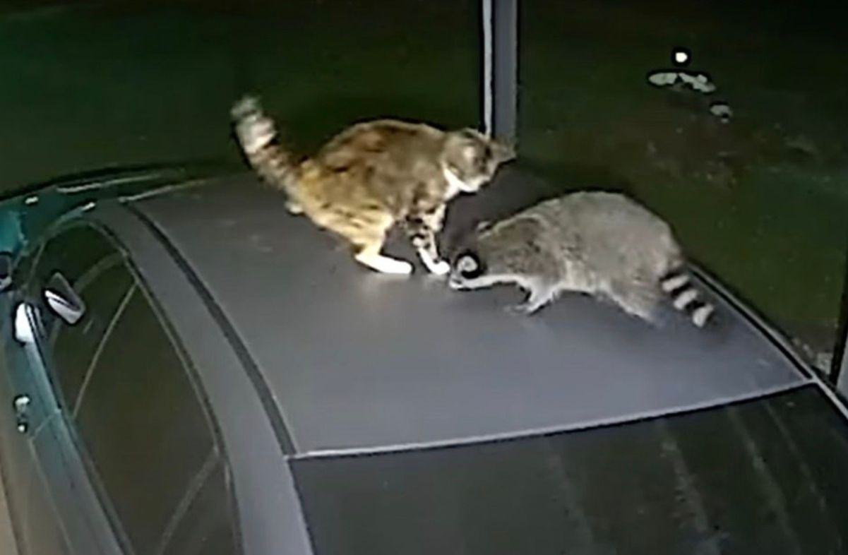 Тварини не поділили миску з кормом Тварини не поділили миску з кормом