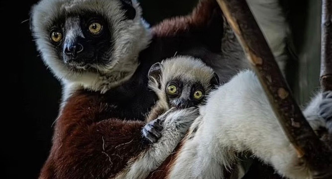 Крошечный детеныш лемура родился весом всего 120 граммов Крошечный детеныш лемура родился весом всего 120 граммов
