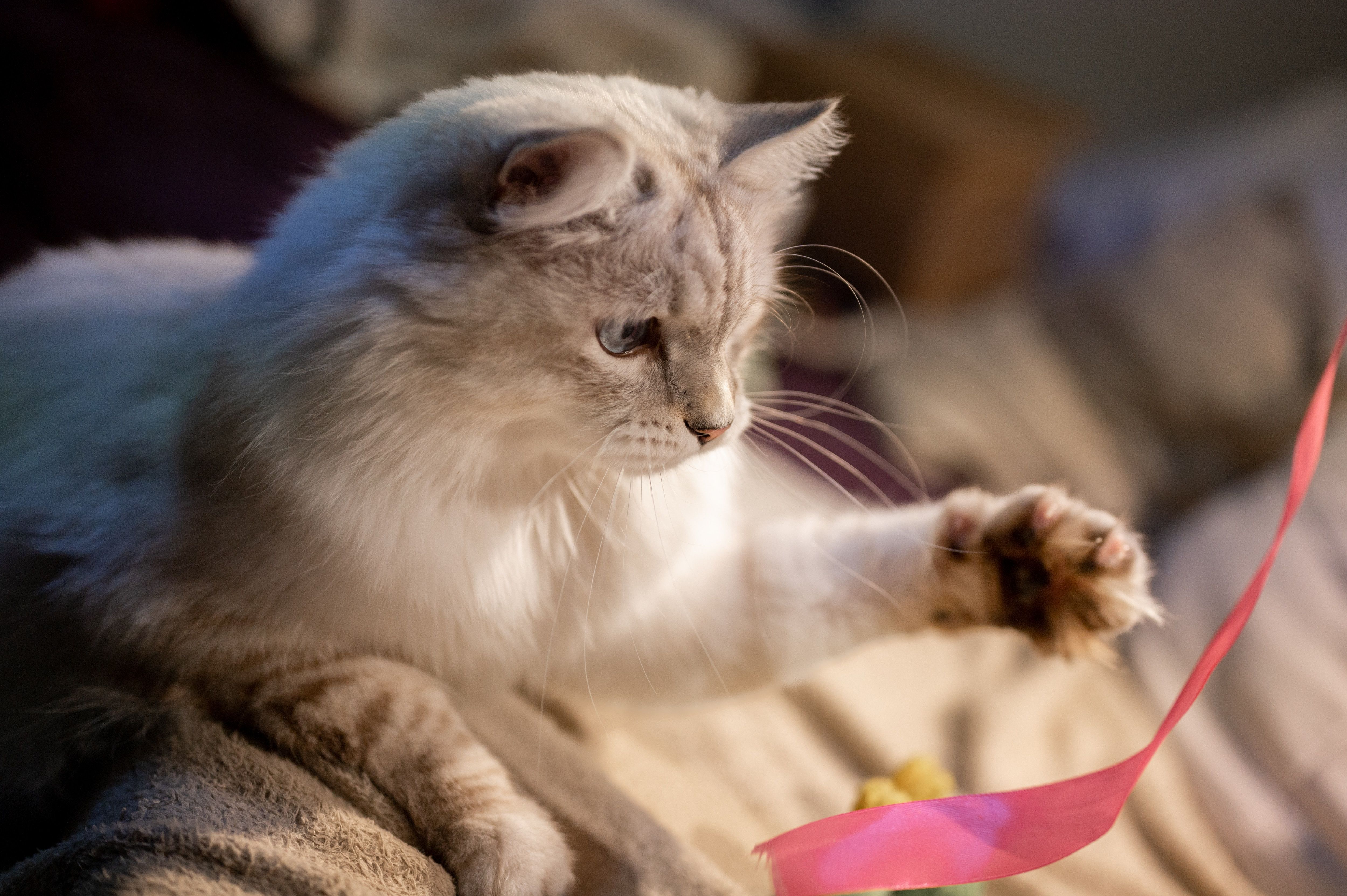 Сколько времени нужно играть с кошкой Сколько времени нужно играть с кошкой