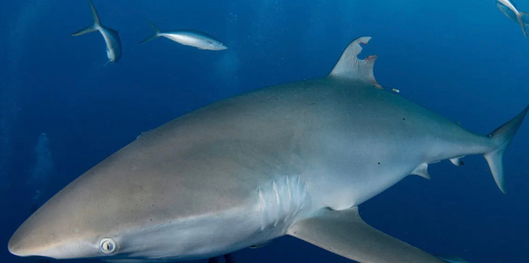 Акула вперше заново відростила спинний плавник Акула вперше заново відростила спинний плавник