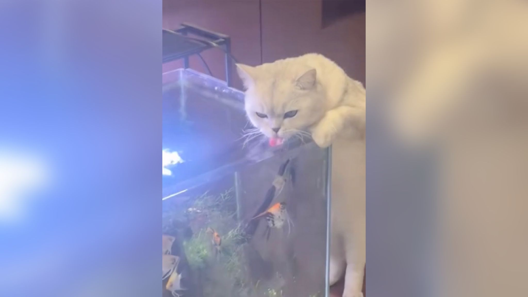 Сеть рассмешил кот, устроивший себе необычный ужин Сеть рассмешил кот, устроивший себе необычный ужин