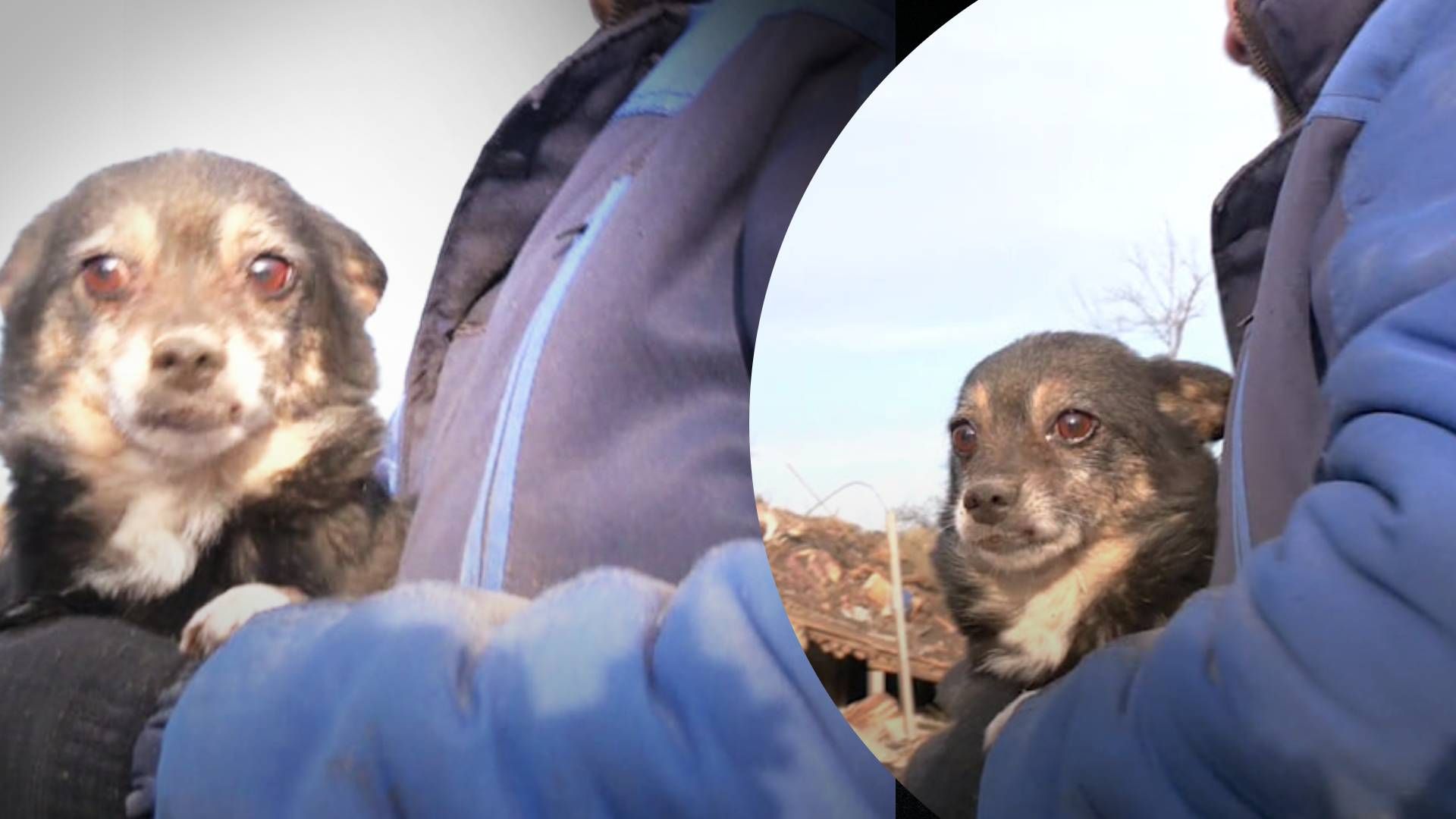 У Смілі з-під завалів витягли живого собаку - Pets У Смілі з-під завалів витягли живого собаку - Pets