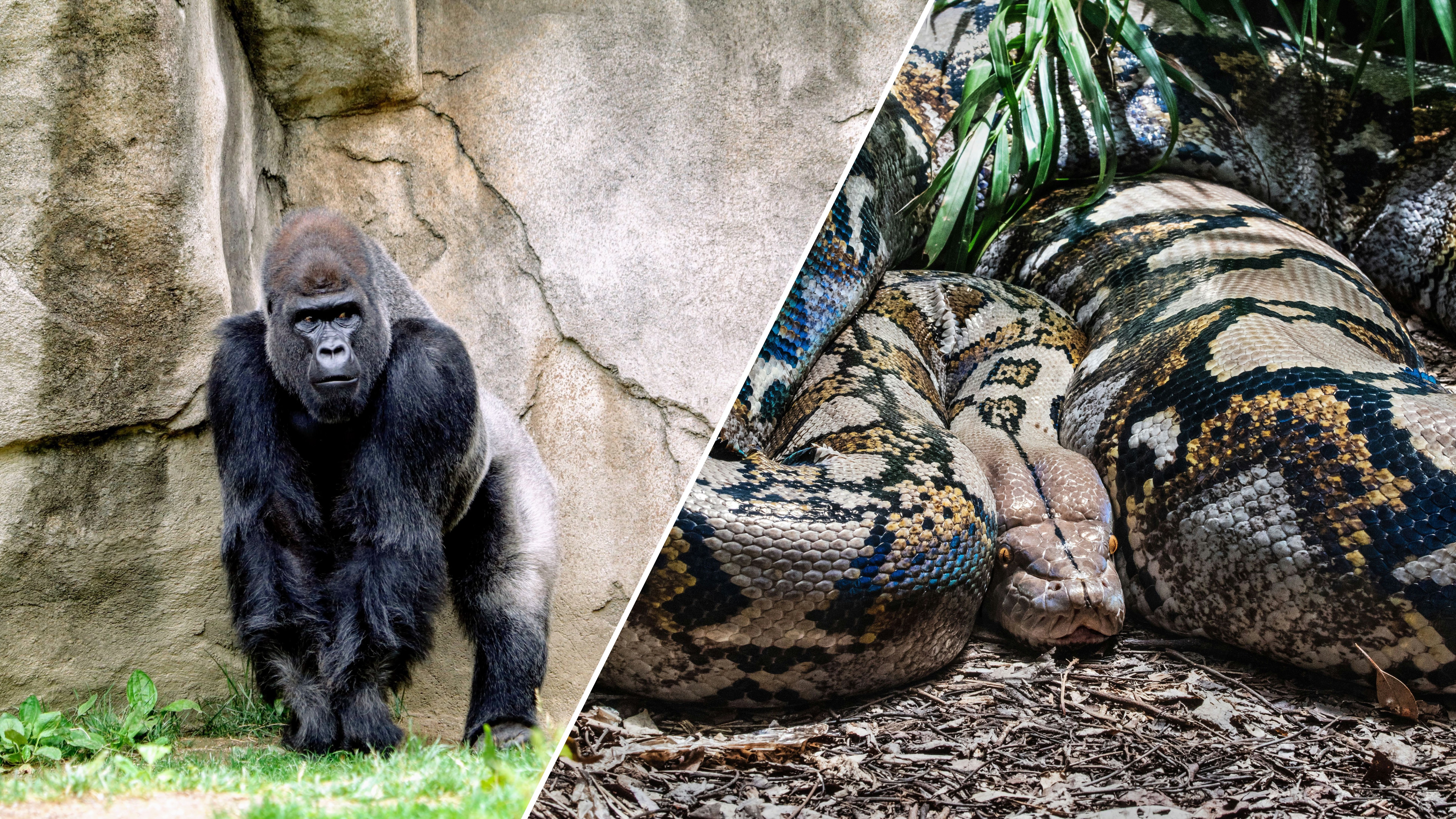 Горилла и анаконда устроили батл. Горилла и анаконда устроили батл.