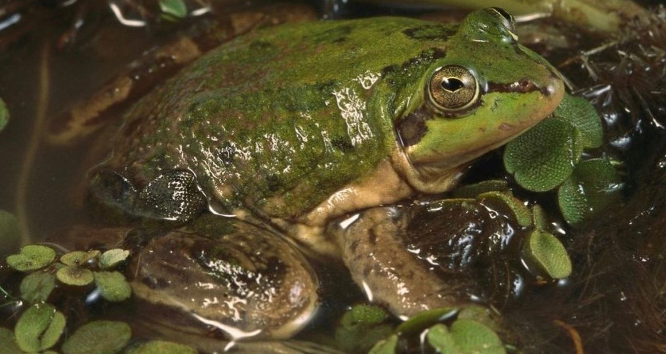 Парадоксальна жаба (Pseudis paradoxa)