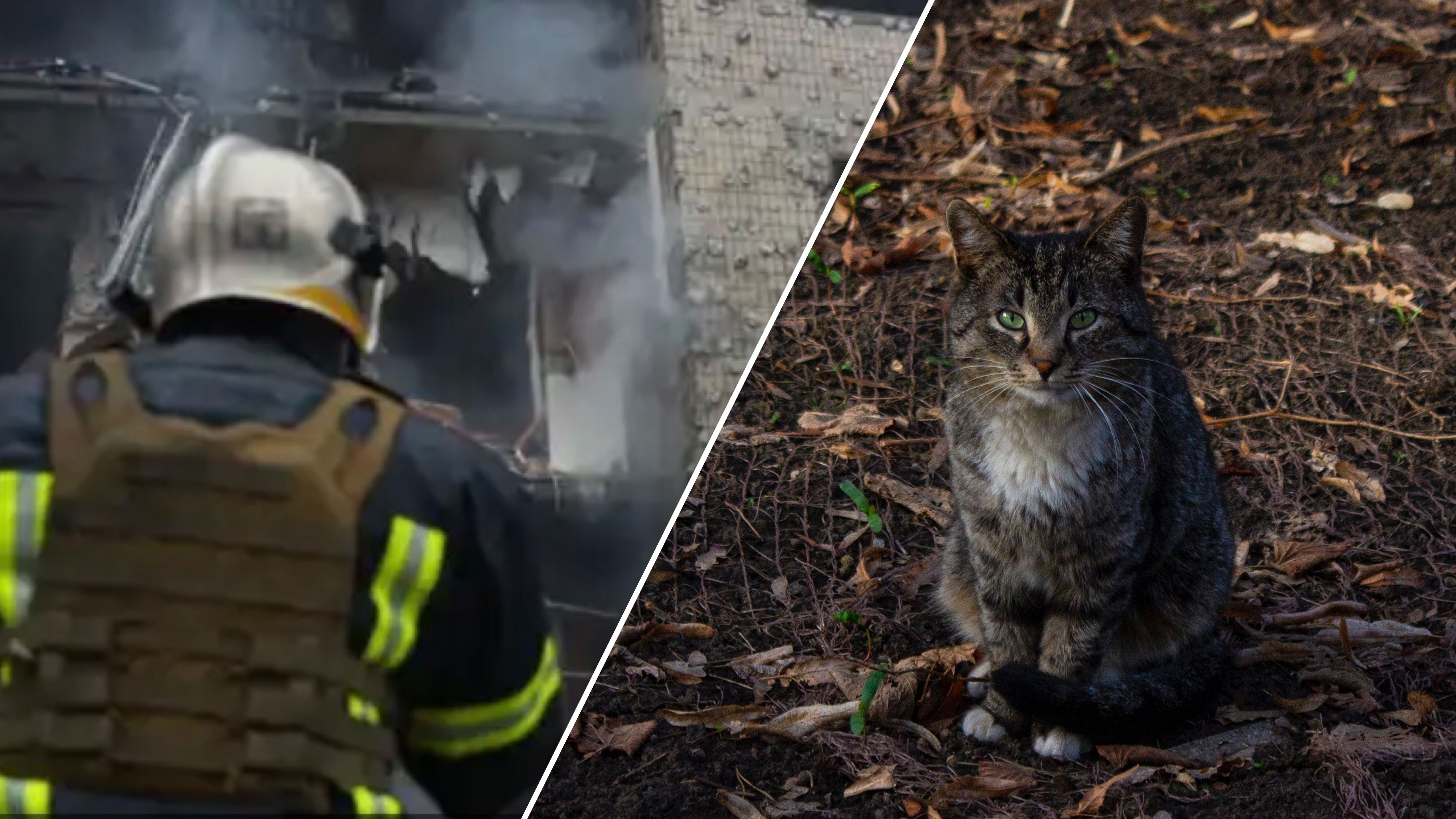 Полицейский спас котика Полицейский спас котика