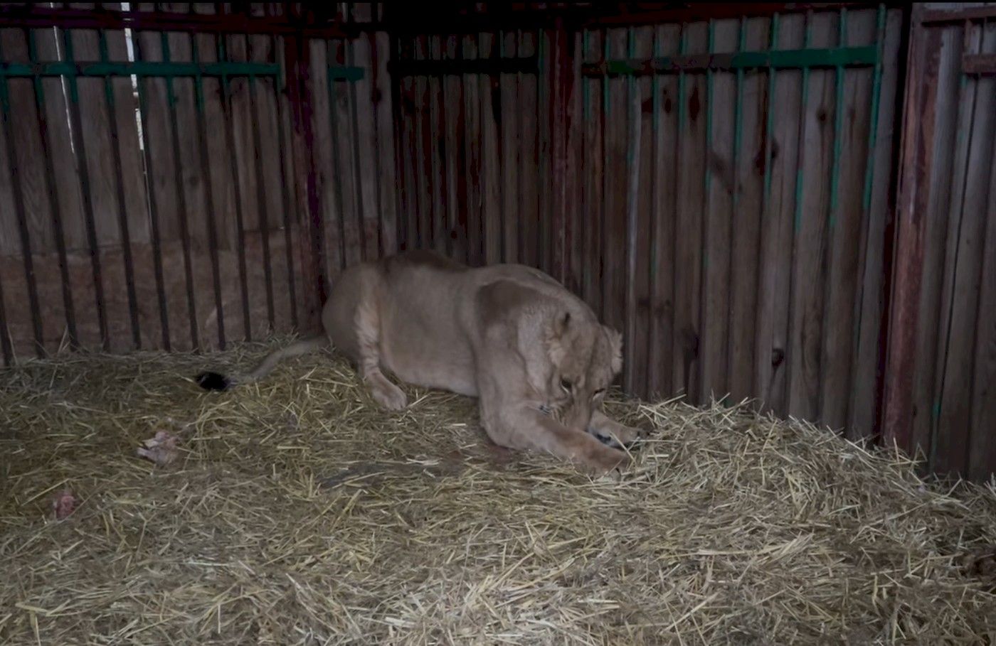 Львица Юная Львица Юная