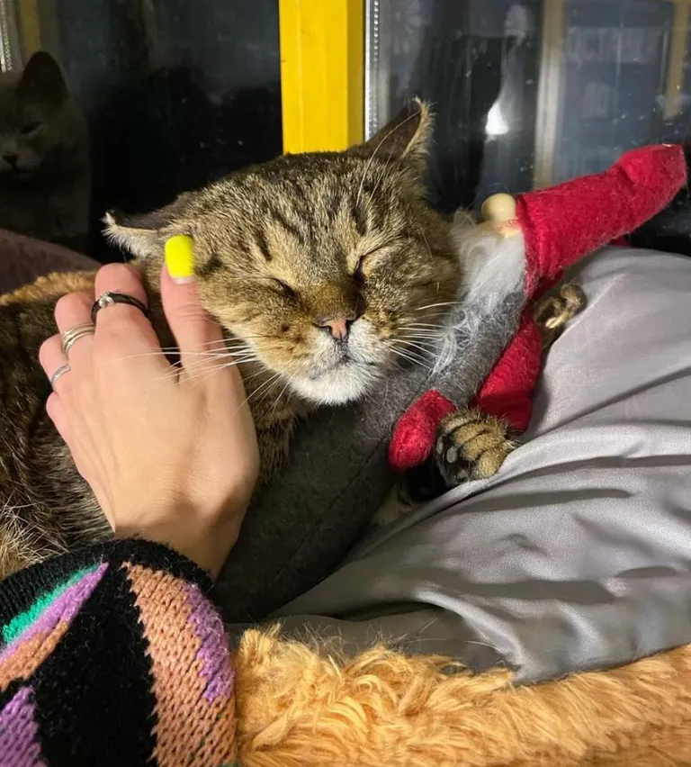 Кіт Жовтень не пережив російської атаки на Київ