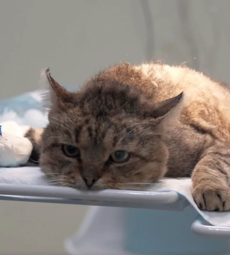 Кіт Жовтень