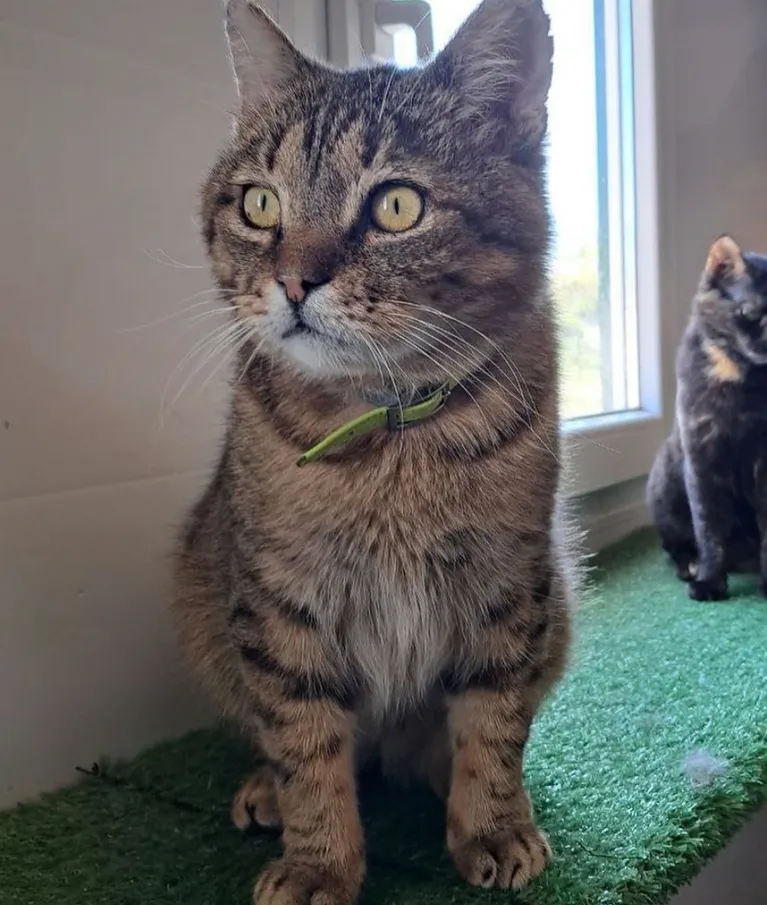 Кіт Жовтень готувався переїжджати до Парижа