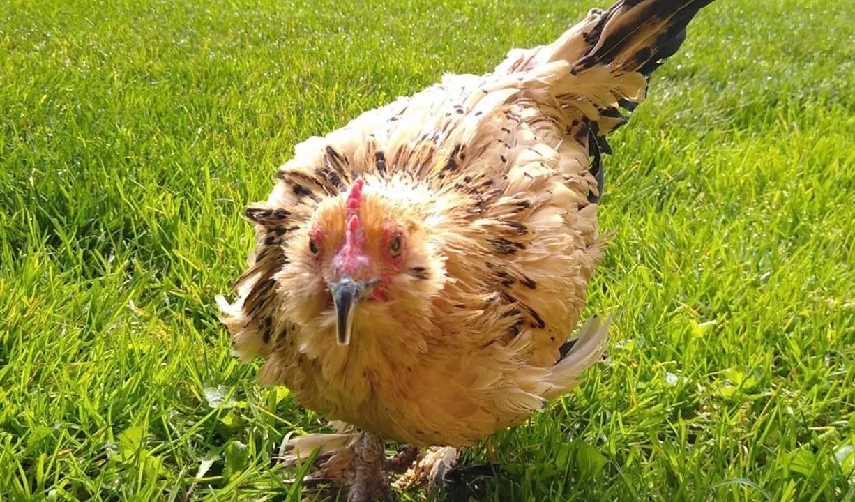 Умерла самая старая курица в мире по кличке Арахис