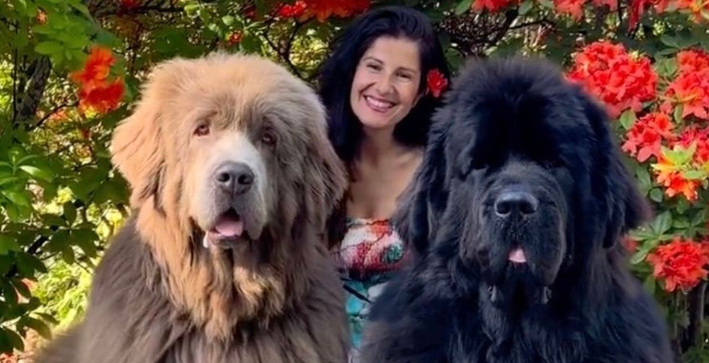 Ньюфаундлендські тер'єри Лео й Тедді Ньюфаундлендські тер'єри Лео й Тедді