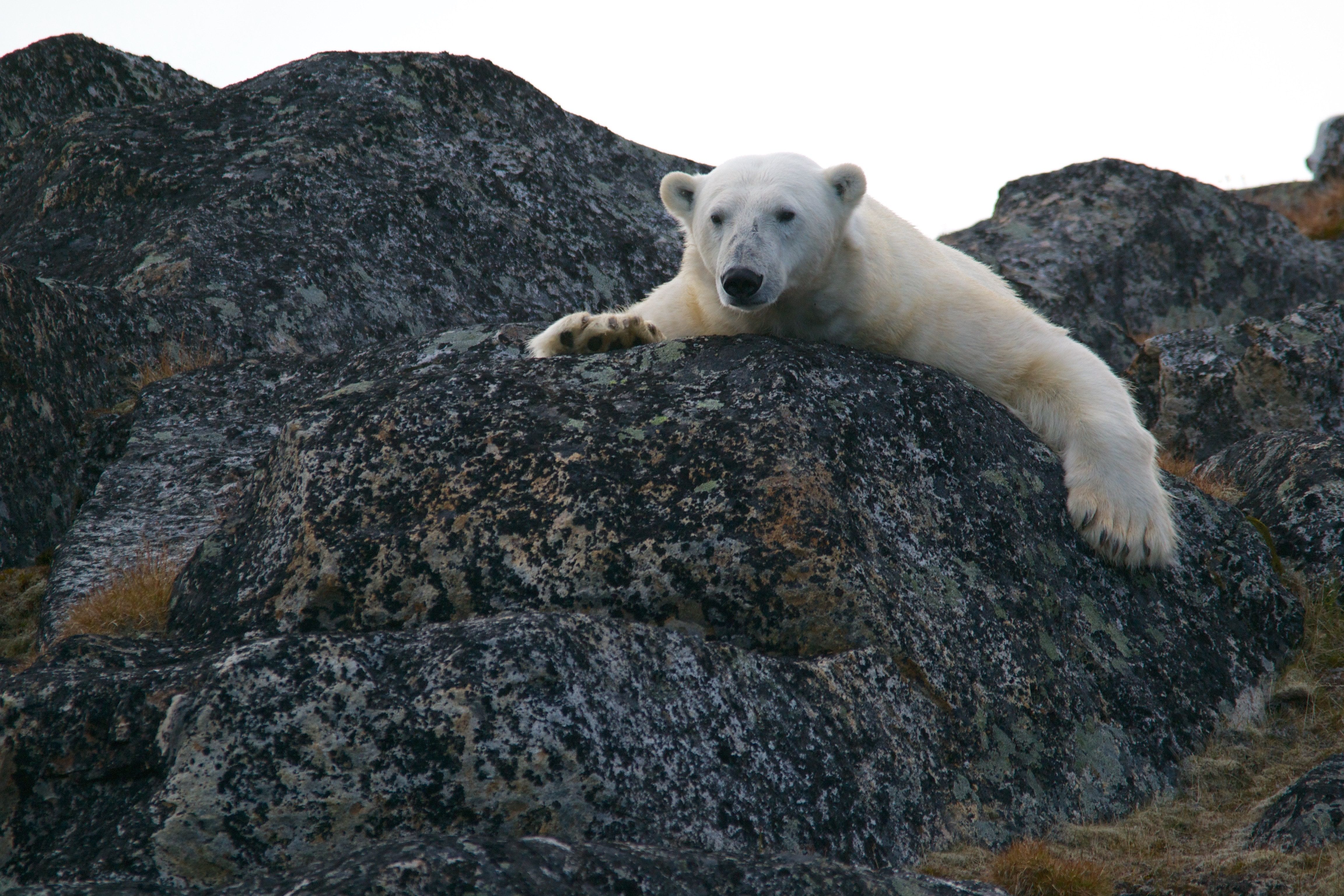 На Аляске белый медведь умер от птичьего гриппа