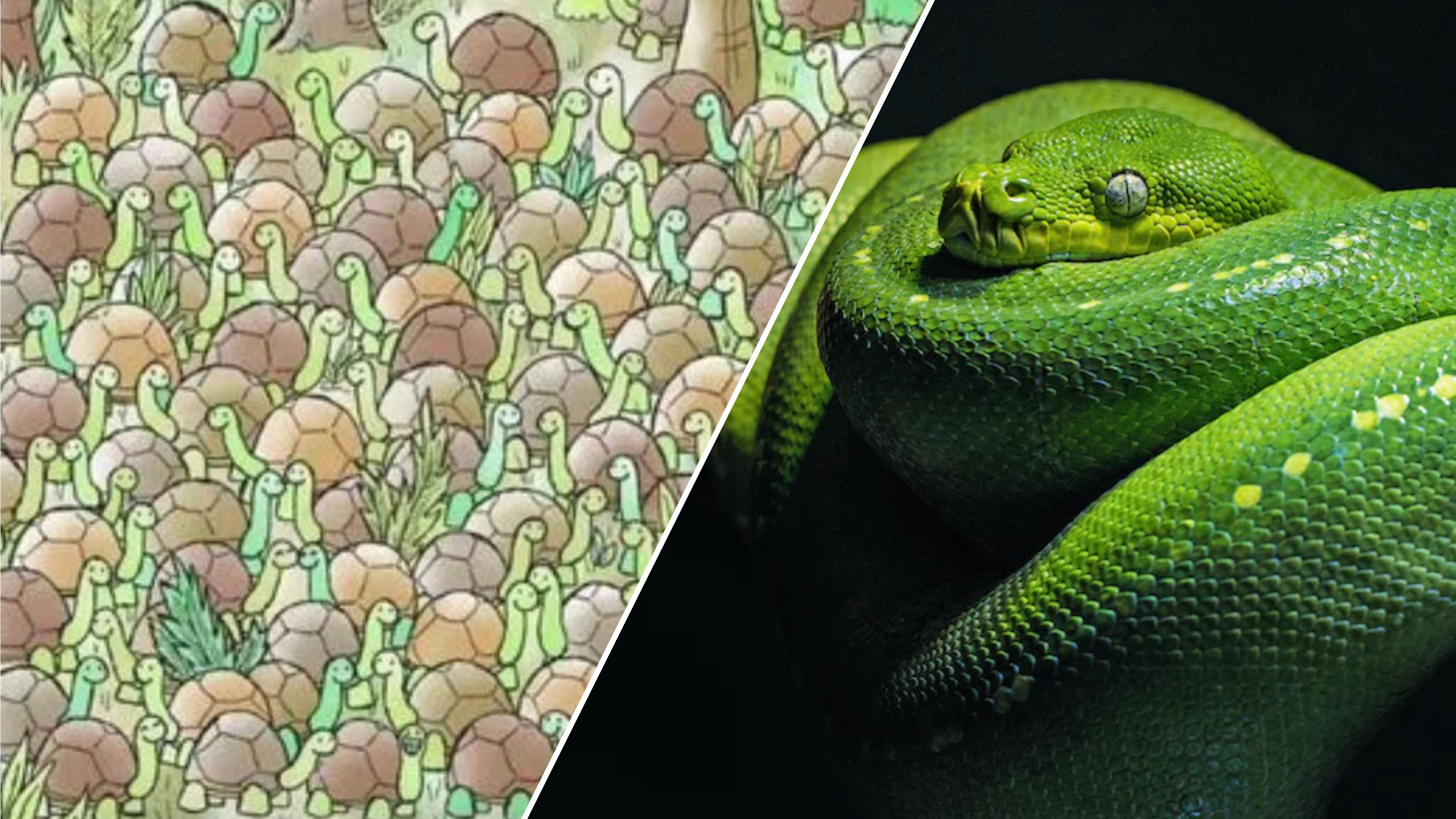 Лише одиниці зможуть знайти тварину, що сховалася Лише одиниці зможуть знайти тварину, що сховалася